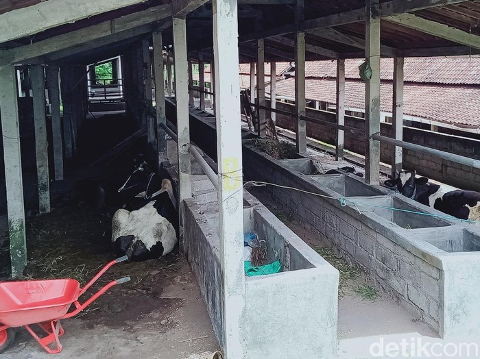 Lokasi penampungan hewan ternak pengungsi Gunung Merapi di Desa Balerante, Klaten, Kamis (12/11/2020).