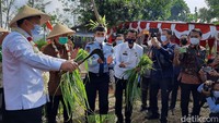 Minyak ini diolah dari sereh yang ditanam di lahan milik Lapas seluas 3,6 hektare.