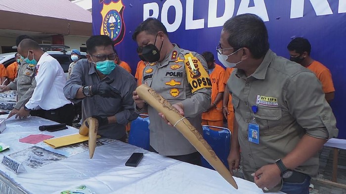 Barang bukti 2 gading gajah yang diamankan polisi.