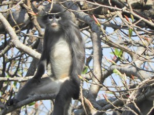 Spesies Monyet yang Baru Ditemukan di Myanmar Terancam Punah