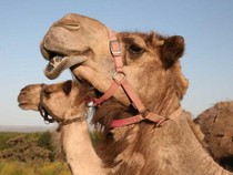 Penyebab Populasi Unta di Australia Lebih Banyak Dibanding Arab
