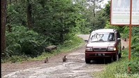 Sejak di perjalanan, ratusan kawanan monyet liar menyapa para wisatawan. Hewan primata ini kadang menghalangi jalan untuk mencari makan. Meski demikian, kawanan monyet ini tidak pernah menyerang pengunjung alias jinak.
