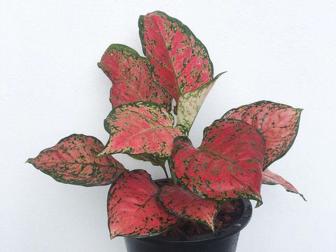 Aglonema Anyamanee Aglonema Anyamanee