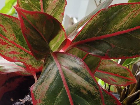 Jual Aglonema Red Kocin Tanaman Hias Pot Rumah Aglaonema Merah Kochin Kab Bogor Nansu Cantika Tokopedia