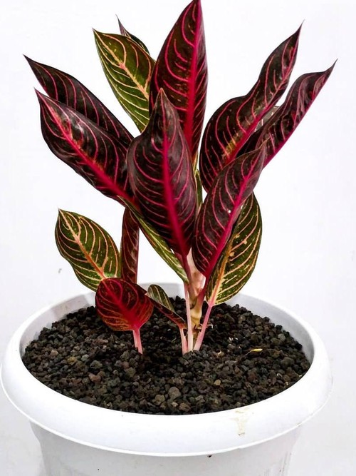 2 Alasan Aglaonema Atau Sri Rejeki Disukai Pecinta Tanaman Hias