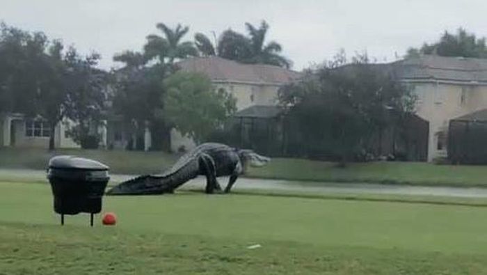 buaya di lapangan golf di florida buaya di lapangan golf di florida