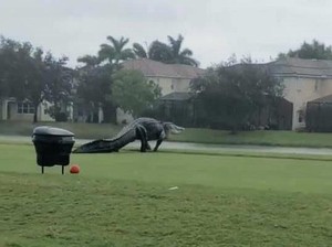 Ngeri! Buaya Raksasa Kuasai Lapangan Golf di Florida
