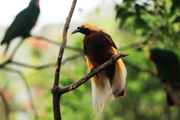 The most famous Cenderawasih bird is a member of the Paradisaea genus, including its type species, the large yellow-Cenderawasih, Paradisaea apoda. This type is described from specimens brought to Europe from trade expeditions. This specimen was prepared by native traders by removing their wings and legs so that they could be used as decorations. This is unknown to explorers and has led to the belief that this bird never landed but remained in the air because of its feathers. This is the origin of the name bird of paradise (bird of paradise by the British) and the name of the type of apoda - which means legless.