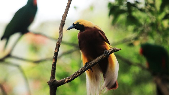 The most famous Cenderawasih bird is a member of the Paradisaea genus, including its type species, the large yellow-Cenderawasih, Paradisaea apoda. This type is described from specimens brought to Europe from trade expeditions. This specimen was prepared by native traders by removing their wings and legs so that they could be used as decorations. This is unknown to explorers and has led to the belief that this bird never landed but remained in the air because of its feathers. This is the origin of the name bird of paradise (bird of paradise by the British) and the name of the type of apoda - which means legless.