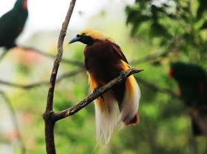 Keanekaragaman Hayati Papua Terkaya di Dunia