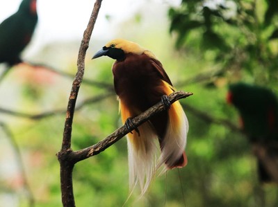 WWF-Universitas Cenderawasih Luncurkan Buku Panduan Birdwatching di Papua