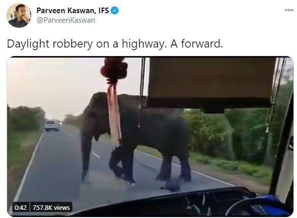 Gajah Curi Pisang