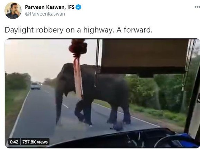 Gajah Curi Pisang