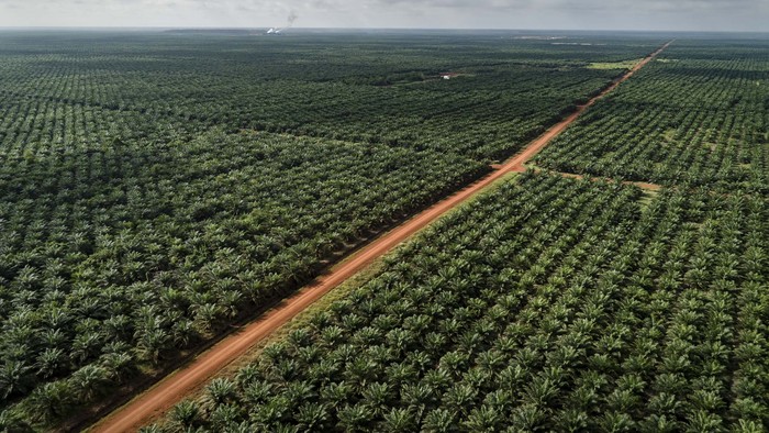 Documentation of landcover in PT Dongin Prabhawa oil palm concession, part of the Korindo group.