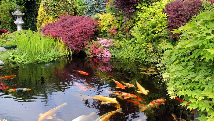 Big Kois in the pond