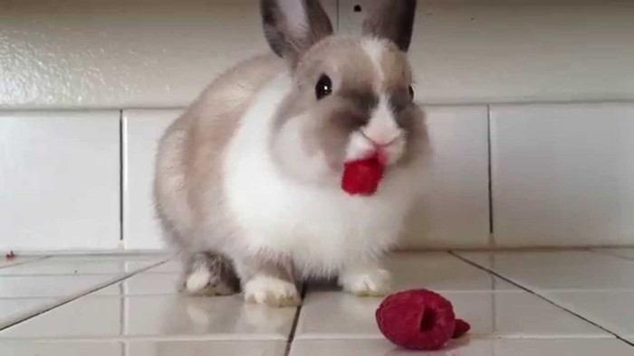 Kontennya Tak Jelas, 5 Video Makanan Ini Ditonton Jutaan Orang