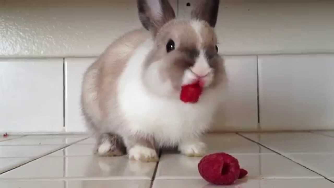 Kontennya Tak Jelas, 5 Video Makanan Ini Ditonton Jutaan Orang