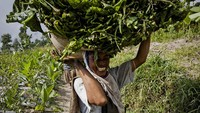 Tanah yang subur juga membuat warga hidup dan beradaptasi dengan lingkungan zona bahaya letusan Merapi. Getty Images/Ulet Ifansasti  