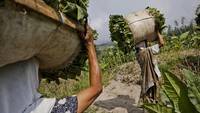 Kondisi saat ini dari BPPTKG belum bisa memastikan potensi bahaya akan berdampak ke wilayah mana ketika erupsi Merapi terjadi seperti 10 tahun lalu. Pasalnya hingga kini pihaknya belum melihat adanya magma atau material di dalam gunung yang mendekati kubah lava. Getty Images/Ulet Ifansasti  