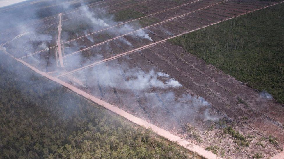 Papua: Investigasi ungkap perusahaan Korsel 'sengaja' membakar lahan untuk perluasan lahan sawit
