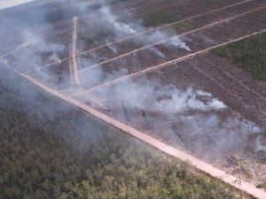 Protes Netizen soal Dugaan Perusahaan Korsel Bakar Hutan Papua