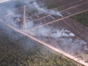 57 Ribu Ha Hutan Papua Dibakar untuk Sawit, Komisi IV Akan Panggil KLHK