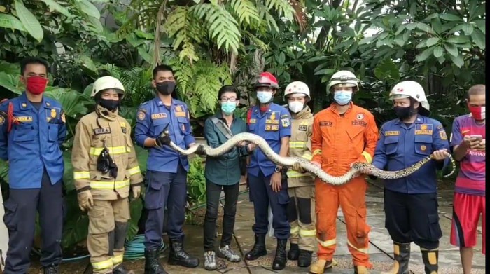 Petugas Damkar Evakuasi Ular Sanca 3 Meter di Saluran Air Warga Ragunan