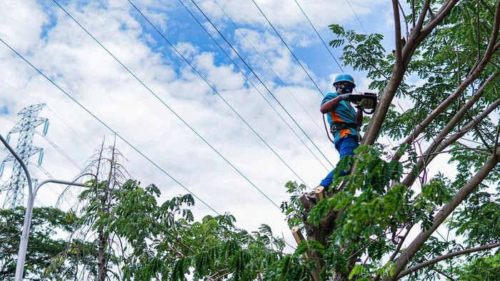 pln pangkas pohon