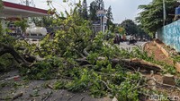 Diduga pohon itu tumbang akibat batangnya telah lapuk.
