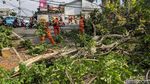 Pohon Tua Tumbang di Pesanggrahan Jaksel