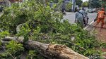 Pohon Tua Tumbang di Pesanggrahan Jaksel