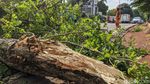 Pohon Tua Tumbang di Pesanggrahan Jaksel