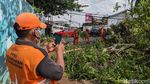 Pohon Tua Tumbang di Pesanggrahan Jaksel