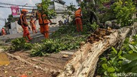 Pohon tua itu tumbang di Jalan Bintaro Puspita Raya.