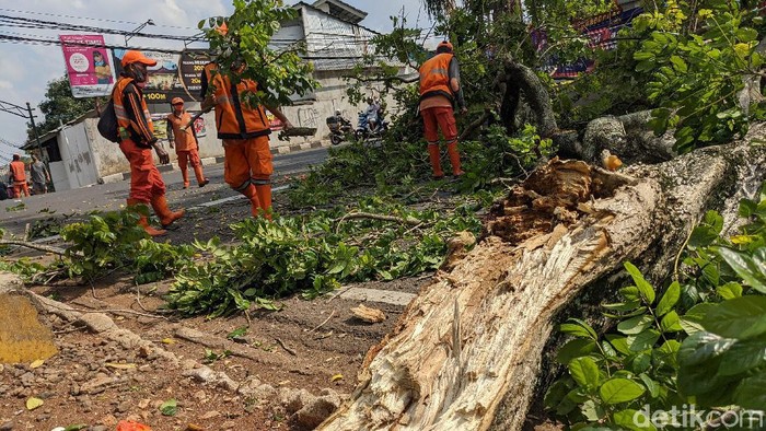 Sebuah pohon tua yang lapuk jatuh di jalan Bintaro Puspita Raya, Pesanggarahan, Jakarta Selatan, Jumat (13/11/2020). Sebuah pengendara sepeda motor dan mobil nyaris menjadi korban. Pohon tersebut lapuk dibagian kayu dan tumbang oleh angin kencang. Akibatnya, arus lalu-lintas di sekitar Bintaro Permai Terpantau padat. Petugas PPSU Kelurahan Pesanggarahan tiba 10 menit pasca pohon tumbang dan langsung membersihkan ranting pohon dari jalan.
