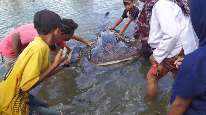 Proses dramatis evakuasi hiu paus yang terdampar di Lombok Barat, NTB (dok Istimewa)