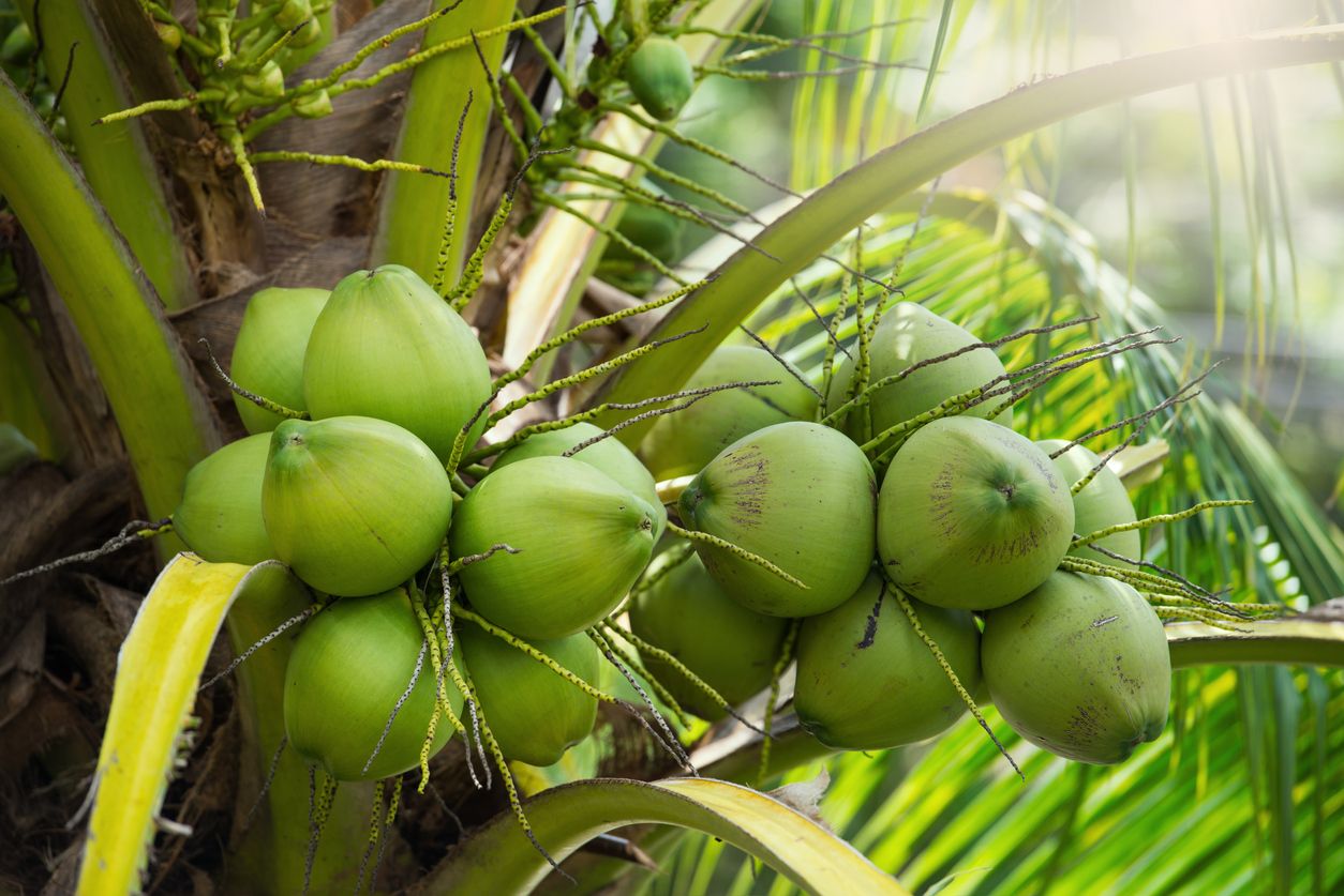 RUU Minuman Beralkohol Ancam 5 Miras Tradisional Indonesia