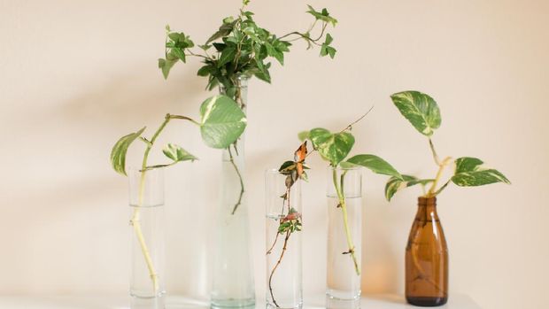 Tanaman Hias English Ivy Foto: Getty Images/iStockphoto/Crystal Bolin Photography