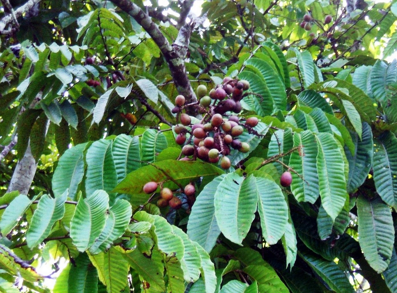 5 Buah  Eksotis dari Hutan  Papua Matoa hingga Rabon Bi