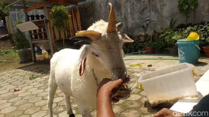 Domba tanduk lima di kuningan suka minum kopi