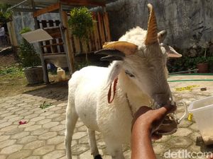 Unik, Domba Bertanduk Lima di Kuningan Ini Suka Minum Kopi