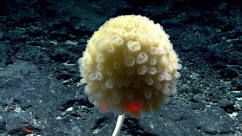 Hewan laut mirip alien