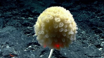 Spons kaca ini terlihat seperti bunga dandelion yang siap ditiup. Hewan ini memiliki tulang yang terbuat dari silika, material yang sama yang digunakan untuk membuat kaca. Spesimen ini ditemuka di Atol Johnson, sekitar 1.500 km sebelah barat Hawaii. Foto: NOAA