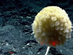 Deretan Hewan Laut Aneh yang Mirip Alien