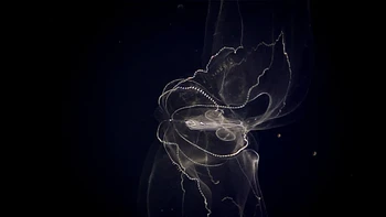 Hewan yang bentuknya abstrak ini adalah lobate ctenophore atau yang dikenal sebagai ubur-ubur sisir. Peneliti dari NOAA Office of Ocean Exploration and Research menemukan spesies ini di Malulu Seamount di Samudera Pasifik. Foto: NOAA