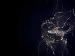 Deretan Hewan Laut Aneh yang Mirip Alien