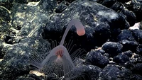 Hewan laut mirip alien