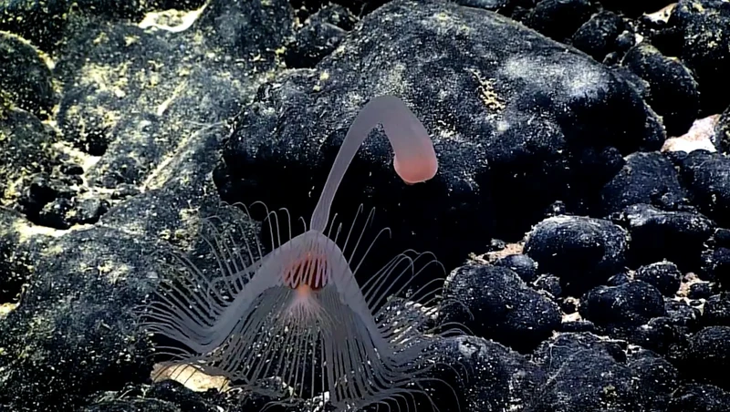 Hewan laut mirip alien