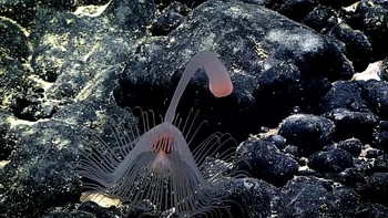 Sekilas mirip seperti UFO di film War of the Worlds, hewan ini ternyata merupakan hydroid, spesies yang masih saudara ubur-ubur. Spesies ini ditemukan Leoso Seamount, dekat Pulau Cook dan Samoa Amerika. Foto: NOAA