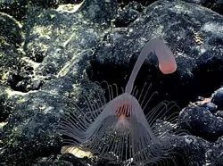 Deretan Hewan Laut Aneh yang Mirip Alien